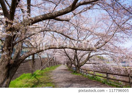 Suburban residential area with rows of cherry trees Suburban residential area with rows of cherry trees 117796005