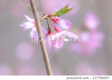 櫻桃花瓣 117796007