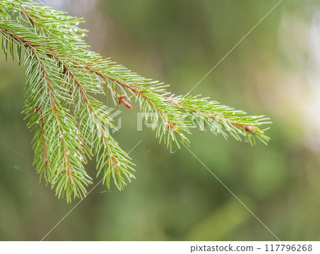 Background of green spruce branches in sunset light Background of green spruce branches in sunset light 117796268