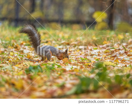 Squirrel in autumn hides nuts on the green grass with fallen yellow leaves 117796271