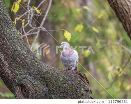 The fat pigeon sitting on a tree trunk with moss. 117796281
