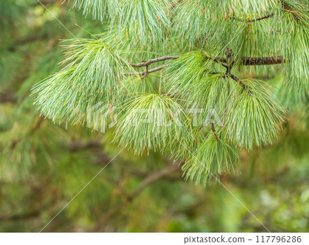 Cedar branches with long fluffy needles with a beautiful blurry background. 117796286