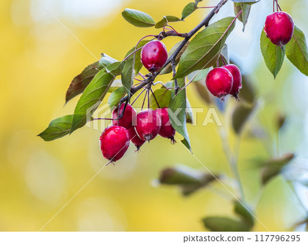 Bright red small wild apples among the yellow leaves in autumn. Bright red small wild apples among the yellow leaves in autumn. 117796295