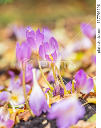 Autumn purple crocuses bloomed above the ground. Autumn purple crocuses bloomed above the ground. 117796298