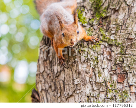 Portrait of a squirrel on a tree trunk 117796312