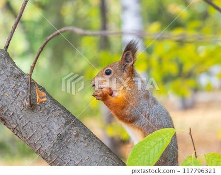 The squirrel with nut sits on tree in the autumn. Eurasian red squirrel, Sciurus vulgaris. The squirrel with nut sits on tree in the autumn. Eurasian red squirrel, Sciurus vulgaris. 117796321