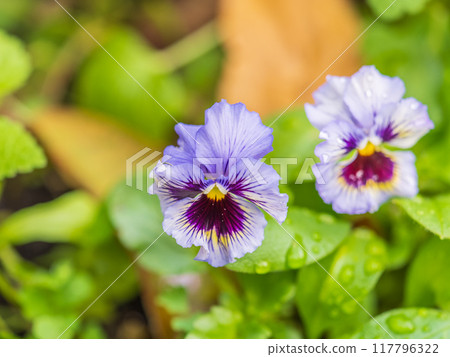 A viola pansy found in the botanical garden. viola tricolor, little pansy 117796322