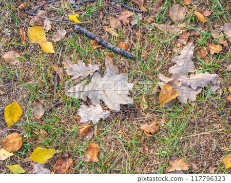 Orange, brown and yellow fallen oak leaves in the sunlight. 117796323