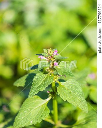 Pink flowers of spotted dead-nettle Lamium maculatum. Medicinal plants in the garden. 117796324