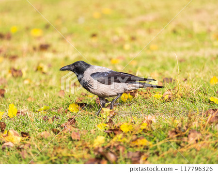 Hooded crow, corvus cornix, standing on the lawn in the spring or summer 117796326