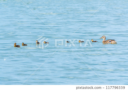 A family of ducks, a duck and its little ducklings are swimming in the water. The duck takes care of its newborn ducklings. Mallard, lat. Anas platyrhynchos 117796339