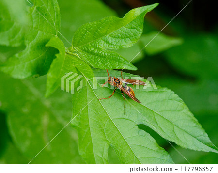 A Japanese paper wasp of the vespid family, Polistes japonica, resting on a leaf 117796357