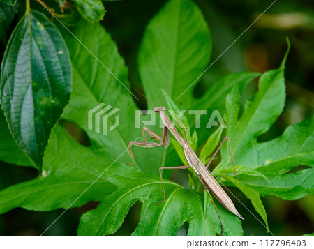 Mantodea, brown type, final instar larva of the giant mantis 117796403