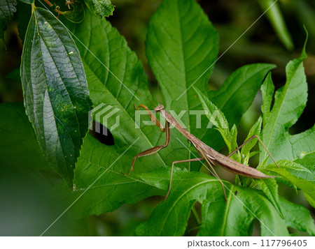 Mantodea, brown type, final instar larva of the giant mantis 117796405
