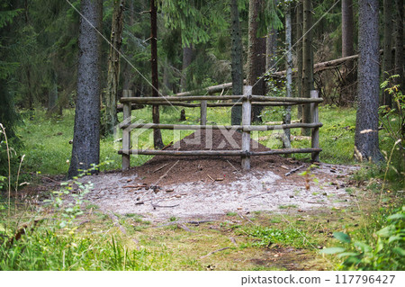 Large ant mound protected by a wooden barrier in a lush green forest setting 117796427