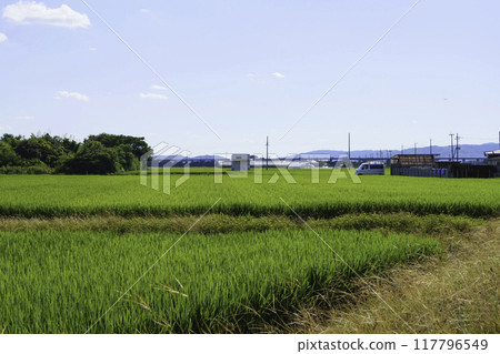 Paddy fields under blue sky, green grassland Paddy fields under blue sky, green grassland 117796549