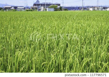 夏季稻田,稻穗成熟 夏季稻田,稻穗成熟 117796571