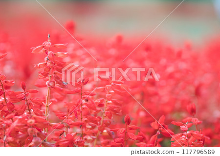 Red salvia 117796589