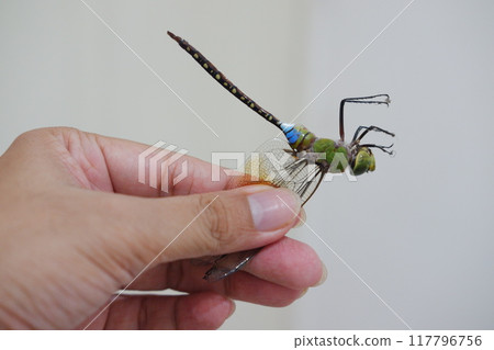 dragonfly on hand 117796756