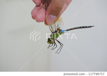 dragonfly on hand dragonfly on hand 117796757