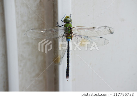 dragonfly on the wall, close up of a green dragonfly 117796758
