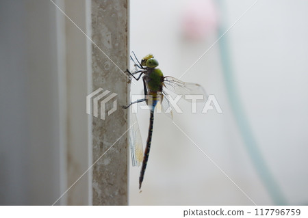 dragonfly on the wall, close up of a green dragonfly 117796759