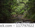 A river flowing through the forest 117797022