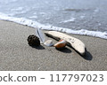 Seashell launched on the beach 117797023