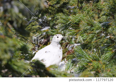 A female rock ptarmigan hiding in a cluster of pumila pines at Murododaira in Mt. Tateyama in early May 117797120