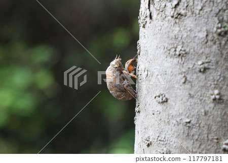 Small shell of a niisemi Small shell of a niisemi 117797181