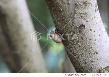 Small shell of a niisemi 117797194