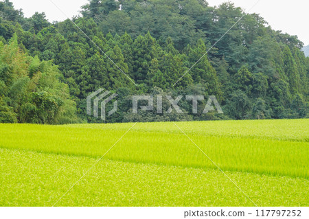 稻田和森林 稻田和森林 117797252