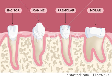 Teeth types. Human teeths type medical banner, molar premolar incisor canine tooth root mouth oral anatomy dental hygiene orthodontist educational poster vector illustration 117797323