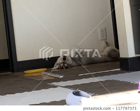 Living a happy life with a Siberian Husky 117797371