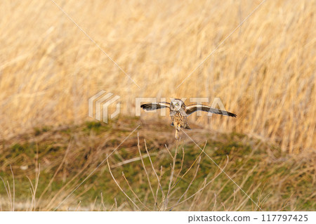 黃昏時分,一隻美麗的短耳貓頭鷹(貓頭鷹科)飛到蘆葦床上棲息。 埼玉縣鴻巢市荒川河床-2024 黃昏時分,一隻美麗的短耳貓頭鷹(貓頭鷹科)飛到蘆葦床上棲息。 埼玉縣鴻巢市荒川河床-2024 117797425