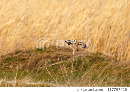 A beautiful short-eared owl (family Strigidae) leaping onto a perch in a reed bed at dusk. Arakawa riverbed, Konosu city, Saitama prefecture - 2024 A beautiful short-eared owl (family Strigidae) leaping onto a perch in a reed bed at dusk. Arakawa riverbed, Konosu city, Saitama prefecture - 2024 117797426