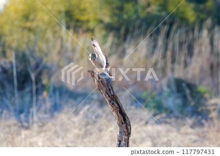 A beautiful short-eared owl (family Strigidae) leaping onto a perch in a reed bed at dusk. Arakawa riverbed, Konosu city, Saitama prefecture - 2024 A beautiful short-eared owl (family Strigidae) leaping onto a perch in a reed bed at dusk. Arakawa riverbed, Konosu city, Saitama prefecture - 2024 117797431