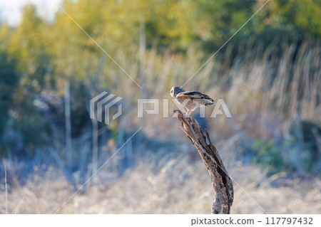 A beautiful short-eared owl (family Strigidae) leaping onto a perch in a reed bed at dusk. Arakawa riverbed, Konosu city, Saitama prefecture - 2024 A beautiful short-eared owl (family Strigidae) leaping onto a perch in a reed bed at dusk. Arakawa riverbed, Konosu city, Saitama prefecture - 2024 117797432