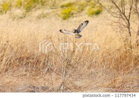 A beautiful short-eared owl (family Strigidae) leaping onto a perch in a reed bed at dusk. Arakawa riverbed, Konosu city, Saitama prefecture - 2024 117797434