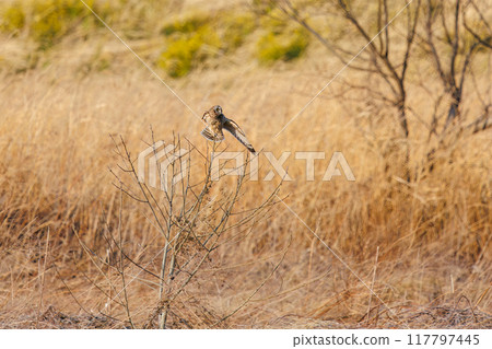 黃昏時分，一隻美麗的短耳貓頭鷹（貓頭鷹科）飛到蘆葦床上棲息。 埼玉縣鴻巢市荒川河床-2024 117797445