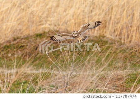 A beautiful short-eared owl (family Strigidae) leaping onto a perch in a reed bed at dusk. Arakawa riverbed, Konosu city, Saitama prefecture - 2024 A beautiful short-eared owl (family Strigidae) leaping onto a perch in a reed bed at dusk. Arakawa riverbed, Konosu city, Saitama prefecture - 2024 117797474