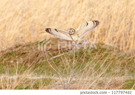 黃昏時分，一隻美麗的短耳貓頭鷹（貓頭鷹科）飛到蘆葦床上棲息。 埼玉縣鴻巢市荒川河床-2024 117797482