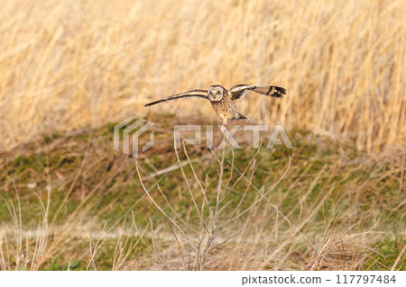 黃昏時分，一隻美麗的短耳貓頭鷹（貓頭鷹科）飛到蘆葦床上棲息。 埼玉縣鴻巢市荒川河床-2024 117797484