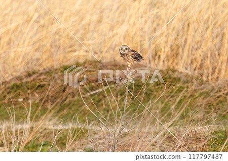 A beautiful short-eared owl (family Strigidae) leaping onto a perch in a reed bed at dusk. Arakawa riverbed, Konosu city, Saitama prefecture - 2024 117797487
