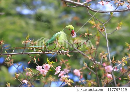 吃櫻花的雌性玫瑰圓環長尾小鸚鵡 吃櫻花的雌性玫瑰圓環長尾小鸚鵡 117797559