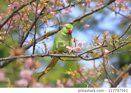吃櫻花的雌性玫瑰圓環長尾小鸚鵡 吃櫻花的雌性玫瑰圓環長尾小鸚鵡 117797561