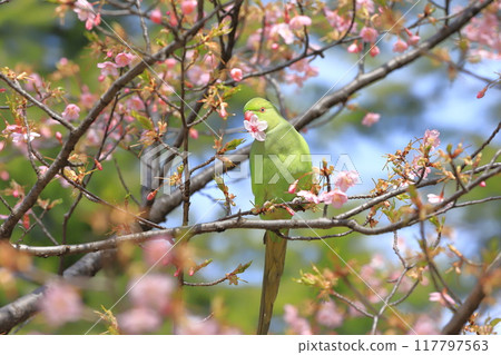 A female rose-ringed parakeet that eats cherry blossoms A female rose-ringed parakeet that eats cherry blossoms 117797563