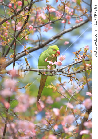 A female rose-ringed parakeet that eats cherry blossoms 117797565