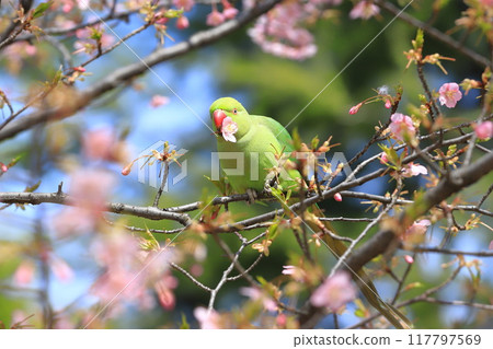 A female rose-ringed parakeet that eats cherry blossoms 117797569