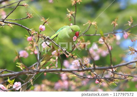 A female rose-ringed parakeet that eats cherry blossoms 117797572
